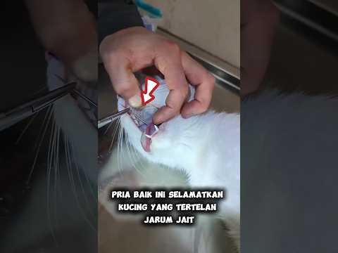 Pria ini selamatkan seekor kucing yg hampir mati tertelan jarum jait ๐ฑ#shortvideo #hewan #feedshorts