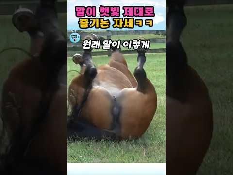 말이 햇빛 제대로 즐기는 자세ㅋㅋ#귀여운동물#순간포착#말의자세