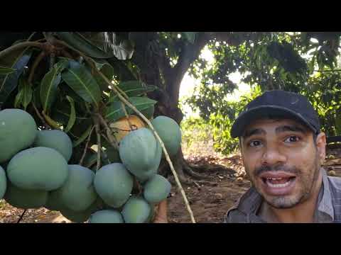 Manga em Alta! Descubra o negócio de Milhões? Veja isso!🥭💸🤠😱 #natureza #roça #sítio