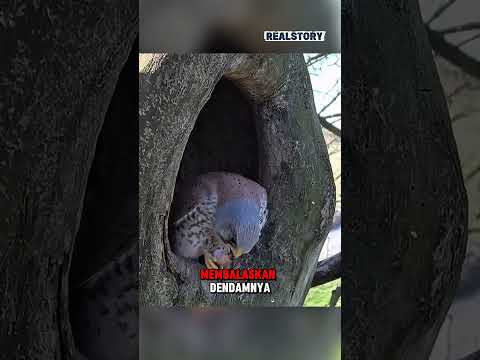 Pembalasan sang induk burung