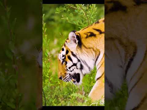 TIGER - ANIMAL ENCOUNTER 60FPS 8K ULTRA HD #wildlife #8k #animation