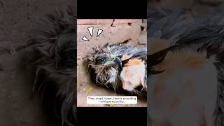 This falcon protected kitten from storm