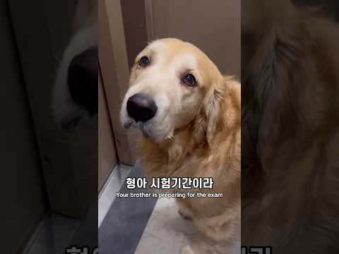 작은형 공부 중이래 만나러 갈래? 형아가 공부한다고?  희한하다개 믿을 수 없다개 시험 하루 전날 벼락치기 하는 형아 찾는 대형견