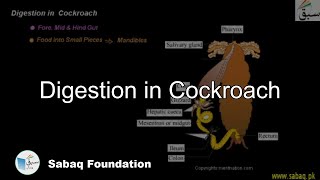Digestion in Cockroach