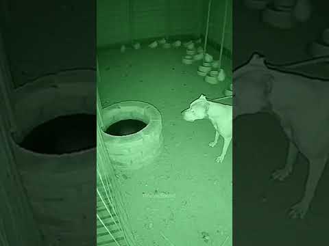 CCTV Shows a Guard Dog Fighting a Skinny Creature at a Farm at Night