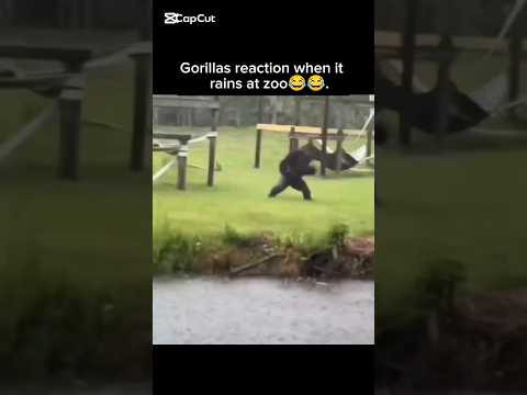 Why did bro try to hide in bushes?😂😂#animals #funny #shorts #yt