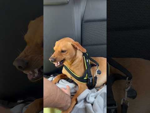 Monster or Dog😬??#dog#monstersdog#monster#funnydog#dogshort#funnymoments#hilarious#maddog#animal