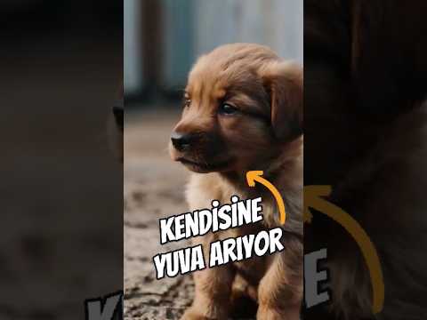 Yavru köpek yuva arıyor.