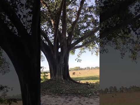 #viralreels #todayviralvideo #music