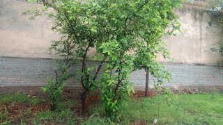 Joe Rogan  is live! Joe Rogan weather ☁️