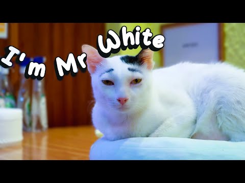 Mr White Introducing His Family Sweet Meow Meow | Viral Cat