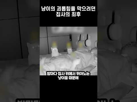 냥이의 괴롭힘을 막으려던 집사의 최후