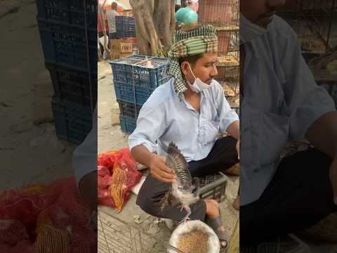 বাচ্চা কবুতরকে খাবার খাওয়ার পদ্ধতি #pigeon #shorts #kobutar #kabootar