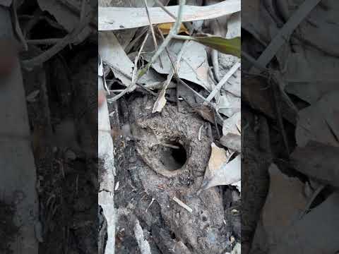 Phát hiện hang con tèn heng #thichliathiavlog #shorts #sanbat #windnet