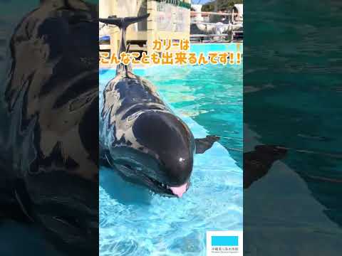 猫の動画サムネイル - オキゴンドウのカリー🐬