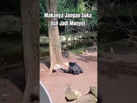 Gara-gara Usil Monyet Dikejar Landak #shorts