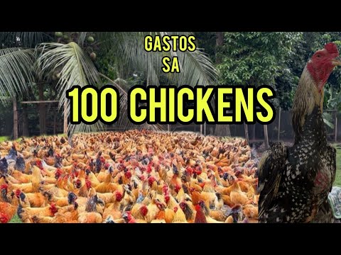 MAGKANO ANG DAILY GASTOS SA 100 NA MANOK?