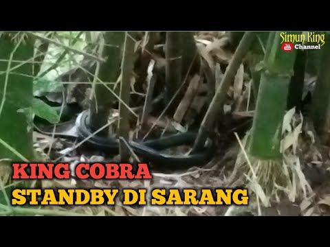 PENANGKAPAN KING COBRA BERSARANG DI POHON BAMBU