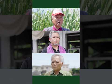 農業共済制度（沖縄農家インタビュー編）～農作物共済（水稲）、家畜共済（牛）、畑作物共済（さとうきび）～ #Shorts #農業保険 #農業共済、#農作物共済、#家畜共済、#畑作物共済