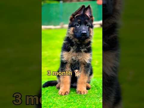 one month to one year German shepherd dog transformation #feed #transformation #lovesong #puppy
