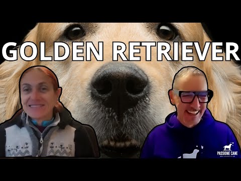 GOLDEN RETRIEVER: CHI SONO, CARATTERISTICHE, PERSONALITÀ, STORIA
