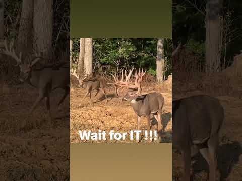 Wait For It!!