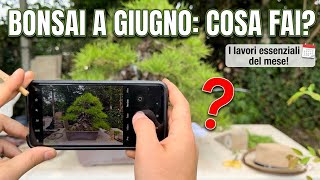 Col bonsai a giugno cosa fai? 