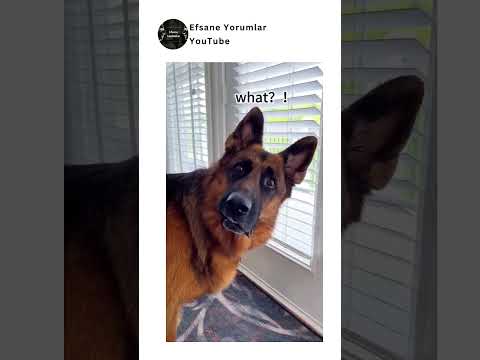 Köpeklere Test Yapılmazmış 🤣