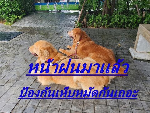 ให้ยาป้องกันเห็บหมัดเเล้วทำไมน้องยังป่วย?