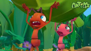🐜 Joey and Boo Doing Their Job for 1 Hour 🐜 | Antiks | Moonbug Kids - Animal Adventures for Kids