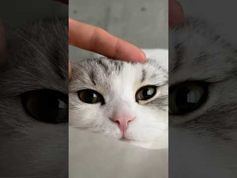 猫の動画サムネイル - Happy Birthday Muu 😽🎂 #cat #猫