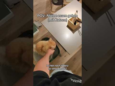 Wart ihr schon mal alleine in einem Katzen-Restaurant?#pov #restaurant #katze #alleine #fürdich #fyp