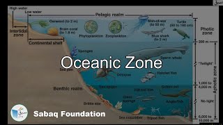 Oceanic zone