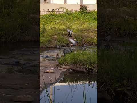 डांडिया के बहाने आ जाना 😃😃😃😍😍😍😘 #bollywood #song #bollywoodsongs #music