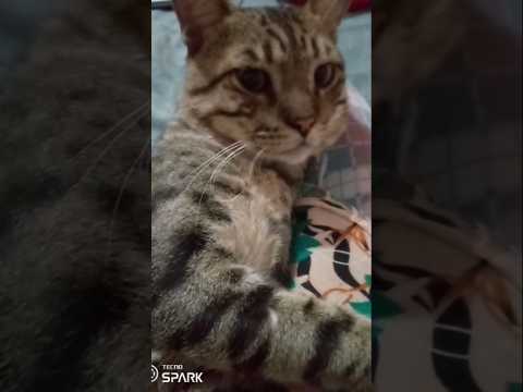 #cute #catsworld #cat #kitten #blackcat #pets #meow @hrmewhub #shorts #ytshort #cutecat #caty