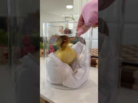 Duckling lunch prep 🐛 #lunch #duck #duckling #asmrsounds #ducks #shorts