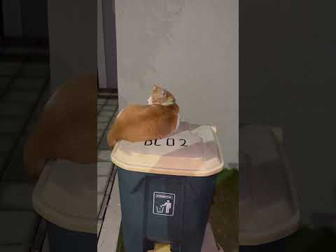 Kucing Orange Tidur Di Atas Tempat Sampah #cat #nizamkucinglucu #貓咪日常 #cute #cutecat #imut #kitten