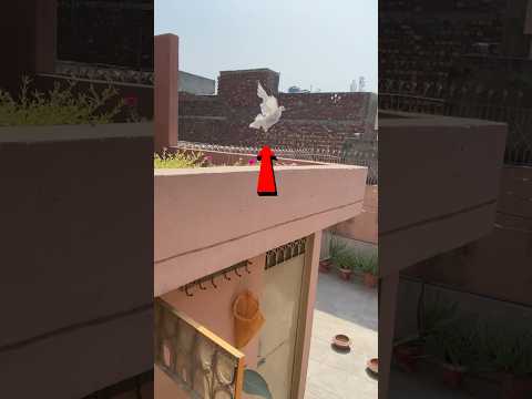 Neeli🐦Hamesha💔Ka Liya Ur🕊️Gayi😞 #fancypigeon #pigeonbreed #shorts #vicpettown #birds #pigeon