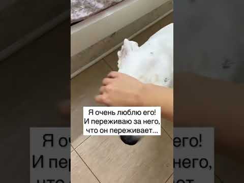 Они всё понимают и особенные собаки - тоже❤️ Люблю очень❤️  #глухаясобака #стаффордрокки #собака