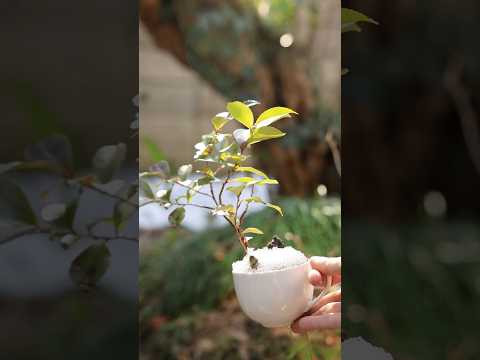 2月、コーヒーカップミニ盆栽の救出 #bonsai #盆栽 #DIY