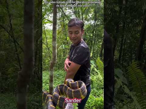 সাপে কামড় দেয়, 😱😱 #shorts #shortvideo