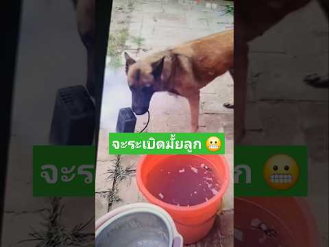 มันจะระเบิดมั้ย ??  กล้าหาญมากลูก 🥹  #สัตว์โลกน่ารัก #pets #สุนัข #animaldog