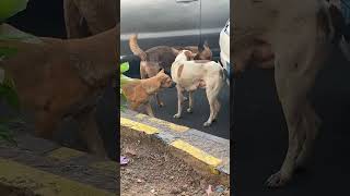 #dog #viralvideo