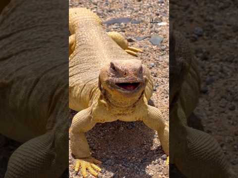 لماذا بعض القبائل السعودية تأكل الضب؟