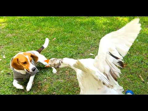 🐥🐶 The goose told the dog that she had a fat butt and they started arguing 💥