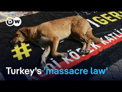 Turkey: Parliament passes law to remove millions of stray dogs | DW News