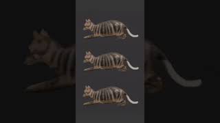 Squid game cat singing cat