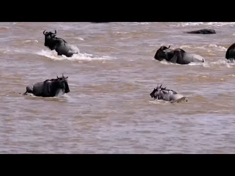 Wildebeest mother is conflicted about saving her calf