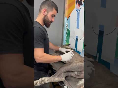 The successful healing process of a stray mange dog