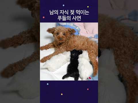 <strong>남의</strong> 자식을 돌봐주는 강아지